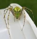 Green Lynx Spider (Peucetia viridans) · iNaturalist