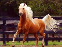 Palomino horses are gentle, easy to train, and easy to work with in a variety of settings. Golden Arabian Stallion Desktop Nexus Wallpapers Palomino Horse Horses Horse Breeds