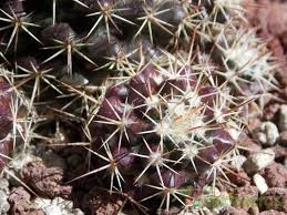¿cómo regar correctamente un cactus? Mammillaria Voburnensis Ssp Voburnensis Plantas Crasas Jardineria Y Plantas Suculentas
