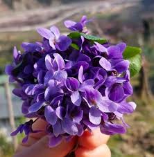 Tingujt - AH,MOJ MANUSHAQE Oh, moj manushaqe, Sa aromë që mban! Me ty vjen  pranvera, Pranverë ishte dhe shpirti i saj. Vrapoja çdo 8 Mars, Të mblidhja  manushaqe, T'ia dhuroja nënës sime