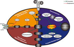 Image result for Ptycholobium contortum