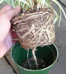 How To Repot Rootbound Plants Plants House Plant Care House Plants Indoor