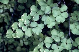 Image result for Adiantaceae