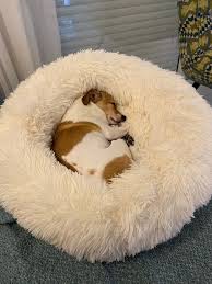 Pin On Lovely Pets