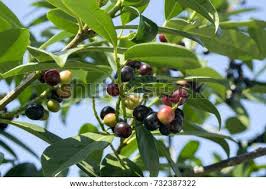 Also know, is cherry laurel poisonous? Shutterstock Puzzlepix