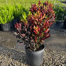 Image result for Croton