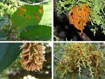 Image result for injection treatment for cedar apple rust or spraying which is better?