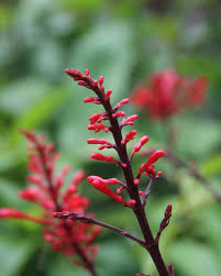 Image result for Odontonema cuspidatum