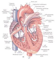 fetal cardiac anatomy