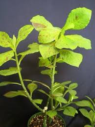 Image result for Euphorbia grantii