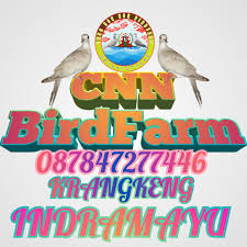 Peternak puter pelung & derkuku kelantan, pati, jawa tengah, indonesia. Koleksi Kandang Burung Cnn Bf Burung Puter Pelung Siap Dilombakan Dan Blorok Siap Jadi Hiasan