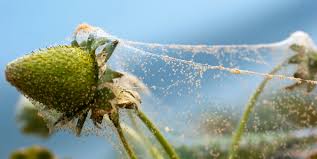Spider mites are common and also treacherous when growing cannabis plants. How To Get Rid Of Spider Mites On Indoor And Outdoor Plants
