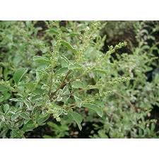 Image result for Ligustrum sinense