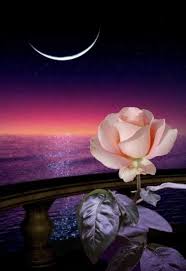 Pin By Anna Dzubakova On 1moon Roses By Fb My Anh Beautiful Rose Flowers Red Roses Wallpaper Beautiful Roses