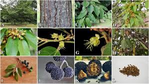 Image result for Guazuma