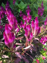 Pin On Mygardenanswers