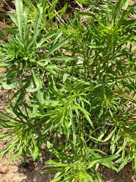 Image result for Sacciolepis rigens