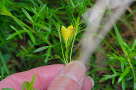 Image result for Menodora heterophylla