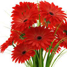Red Gerberas Cicek Guller