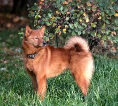 Fin Spitz Cinsi Kopek Hunderassen Jagdhunde Hunde