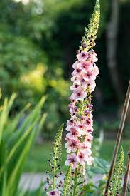 We did not find results for: 10 Beautiful Pink Flowers For Your Summer Garden The Middle Sized Garden Gardening Blog