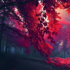 Red Forest Ipad Air Wallpapers Free Download