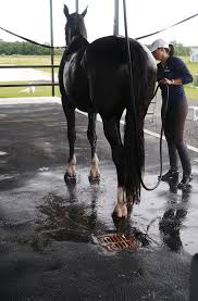Rubber trailer flooring provides good traction and footing for animals. Werm Seamless Equine Flooring In Florida Werm Equestrian Rubber Flooring Florida