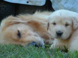 Goldens shed heavily and require frequent brushing to keep the fur from flying. Huge Akc Golden Retriever Pups Sold For Sale In Hilton Head Island South Carolina Classified Americanlisted Com