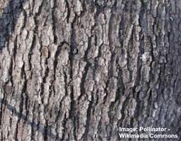 It is a slow grower (1 foot per year), growing slightly faster when young. Maple Trees Types Leaves Bark Identification Guide Pictures