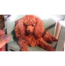 Toy poodle pupies for sale. Angiellen Kennels Miniature Poodle Breeder Hobart Tas