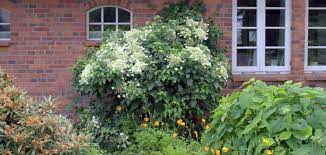 Die kletterhortensie erklimmt mauern und wände und schmückt sich mit großen weißen blütenständen. Kletterhortensie Hortensientraume