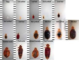 Bed Bug Identification Chart Want To Know If You Have Seen