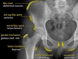The muscles of the pelvis form its floor. The Radiology Assistant Hip Pathology In Children