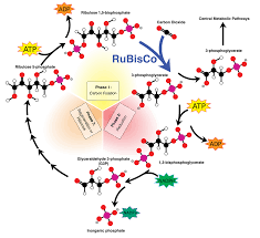 So That S How Sugar Is Made Fotosintesis Bioquimica Quimica