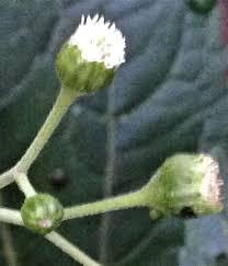 Image result for Adenostemma viscosum