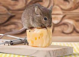 House mice don't live in the woods. Why Mice Avoid Traps