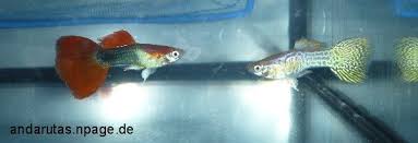 Wann sind sie nach albuquerque gekommen? Aquarienfischzucht