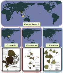 Image result for Paralepistemon shirensis