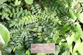 Fill a small pot with a mix of potting soil and compost. How To Grow Curry Leaf