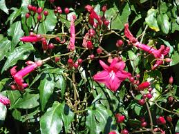 Image result for Ipomoea horsfalliae