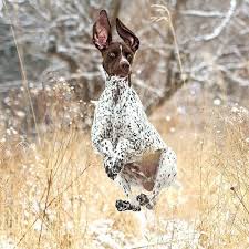 Boing Boing Gsp Dogs Gsp Puppies German Shorthaired Pointer Dog