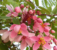 Image result for Cassia nodosa