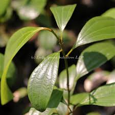 Image result for Piper guineense