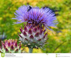 Bee On Artichoke Flower Artichoke Flower Flowers Flower Download