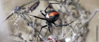 Meaning of dreams with black widow symbol, interpreting dreams about black the black widow is popularly thought to be one of the most deadly spiders in leave it alone and it will leave you alone. The Stars Of Silk And The Webs They Weave Blog By Dr Phil Sirvid Auckland Zoo News