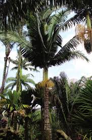 Image result for Eremospatha haullevilleana