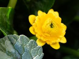 Image result for Whitfieldia brazzae