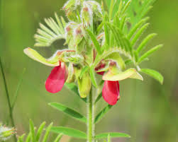 Image result for Tephrosia linearis