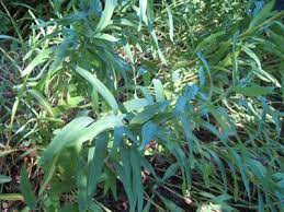 Alstroemeria Plant Growing Guide How To Grow Peruvian Lily Alstroemeria Plants Peruvian Lilies Alstroemeria