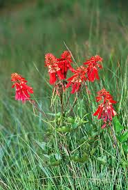 Image result for Erythrina zeyheri